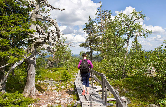 Hiking up Lampivaara fell in the summer in Luosto, close to Rovaniemi, Lapland, Finland