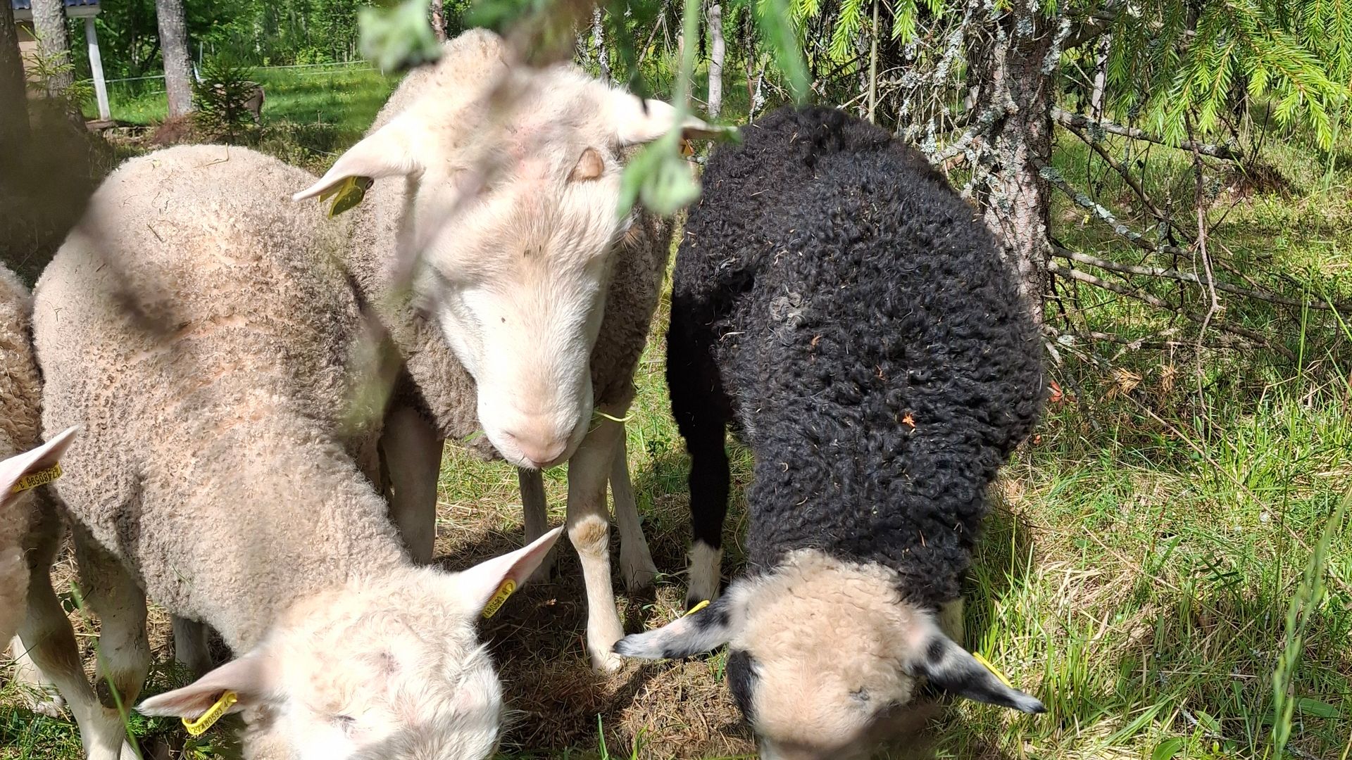 Lehtojärven kylänäyttely- aikamatka kyläkulttuurin helmeen - tapahtuman kuva