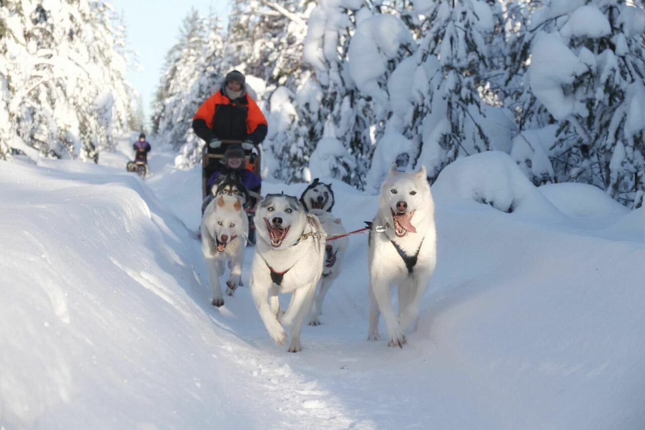 Husky Rde Discover the Bright Spring Time in Rovaniemi