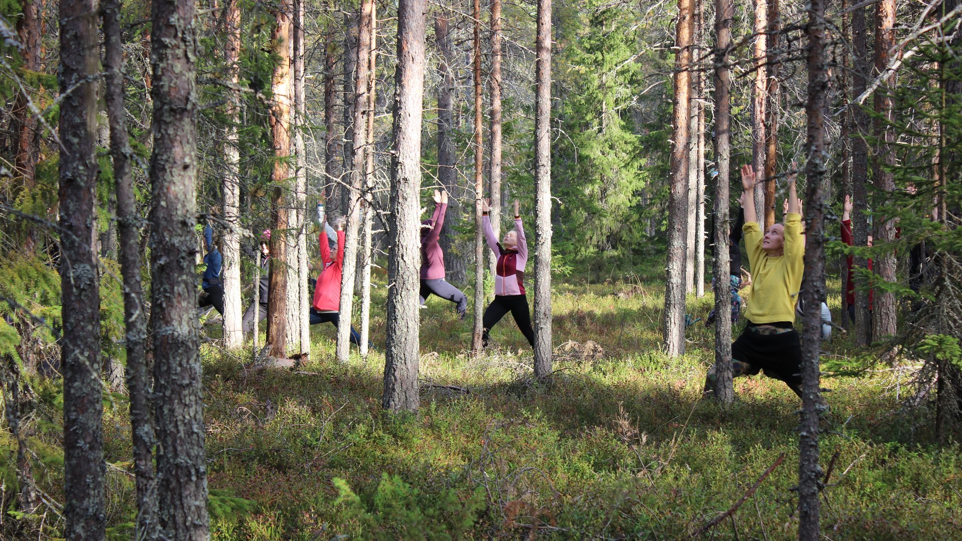 Ryhmä ihmisiä joogaa valoisassa metsässä; osallistujat seisovat hajallaan puiden välissä kädet kohotettuina, sammalen ja varvikon peittämä maa jalkojen alla.