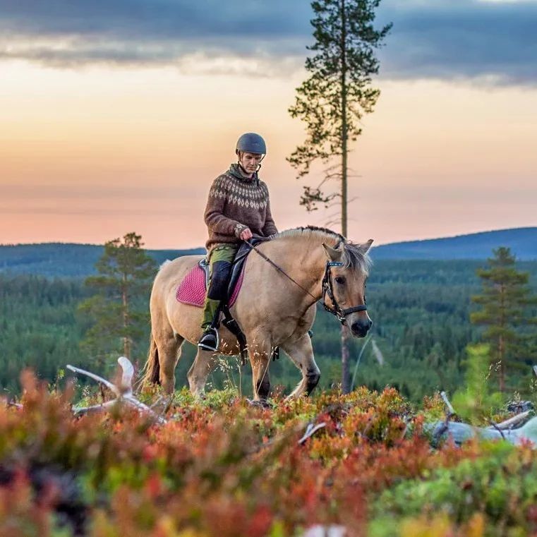 Ready for those Midnight Sunlit nights of the Arctic! 🤩🙌🌞 This is an absolute must: Horseback riding under the Midnight Sun of Lapland!

📸 @laenlammentila 

Keskiyön auringon vaellusratsastusretket myynnissä nyt! 🤩🙌🌞

#Rovaniemi #visitrovaniemi #lapland #laplandfinland #finland #arcticcircle #arctic #MidnightSunLapland #midnightsun #horseriding #horsebackriding #ratsastus #vaellusratsastus #keskiyönaurinko #lappi #kesä #summer