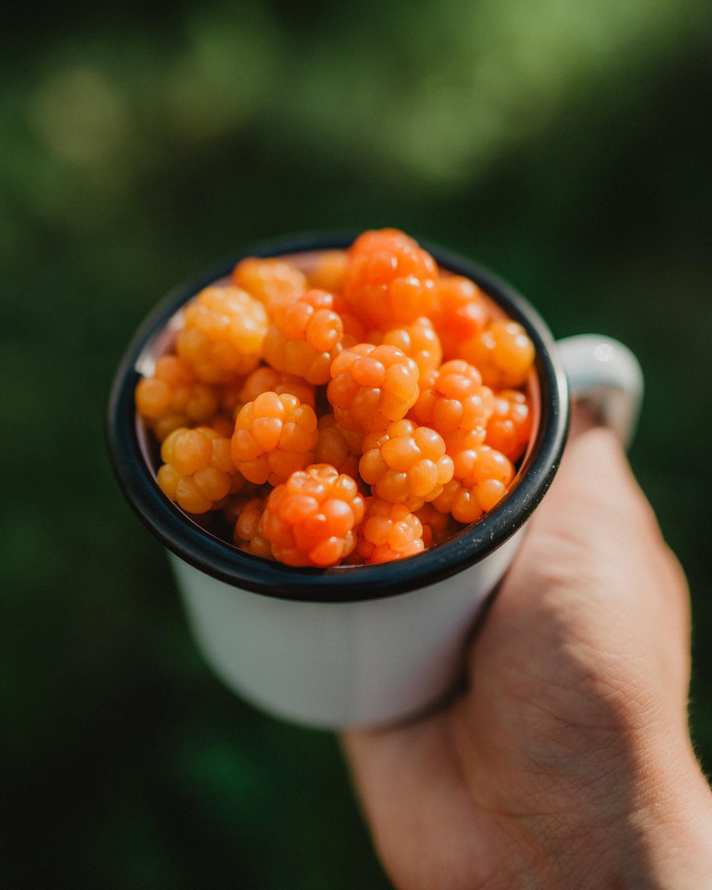 Cloudberry is the thing that locals talk about right now!😍

This berry with a lot of vitamin C grows wild in the northern swamps! Because of every man's rights in Finland, everyone can pick these at nature. 
And yes, there are a lot of swamp areas around Rovaniemi! 

Have you ever tasted it? Or maybe something made with Cloudberry? 
If not, you should!😋