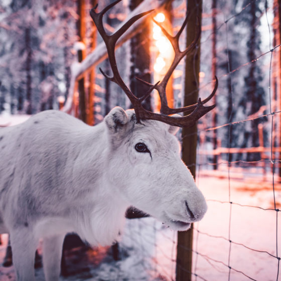 Reindeer in Elfs Farm Yard in Santa Claus Village, Rovaniemi, Lapland, Finland