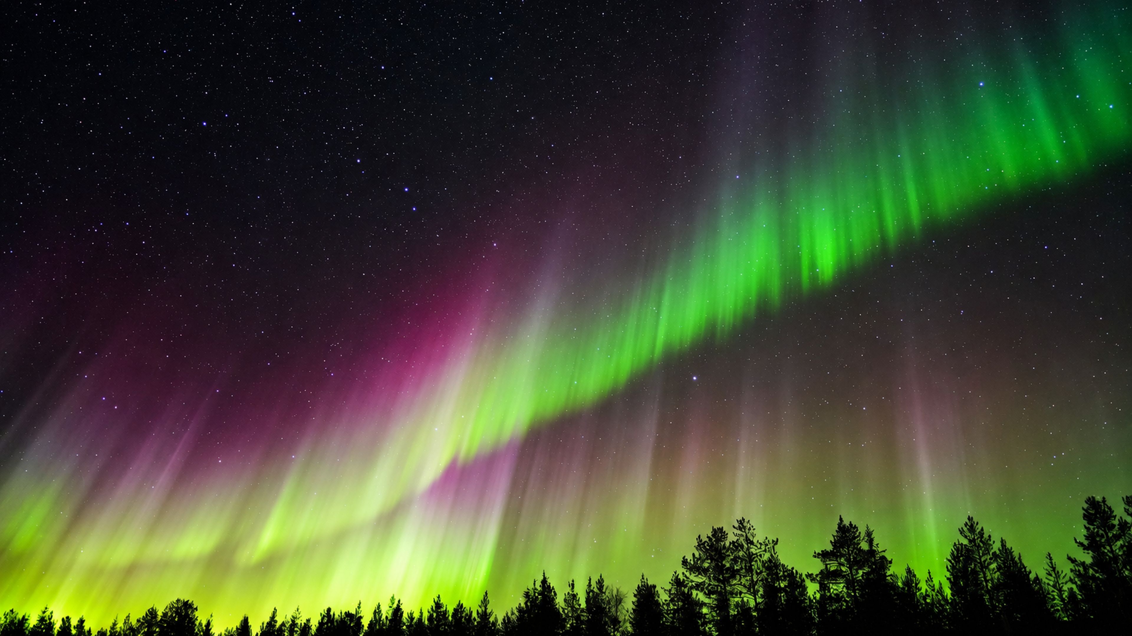 Vibrant auroras over dark forest, Lapland Fox Tours, Rovaniemi, Lapland, Finland