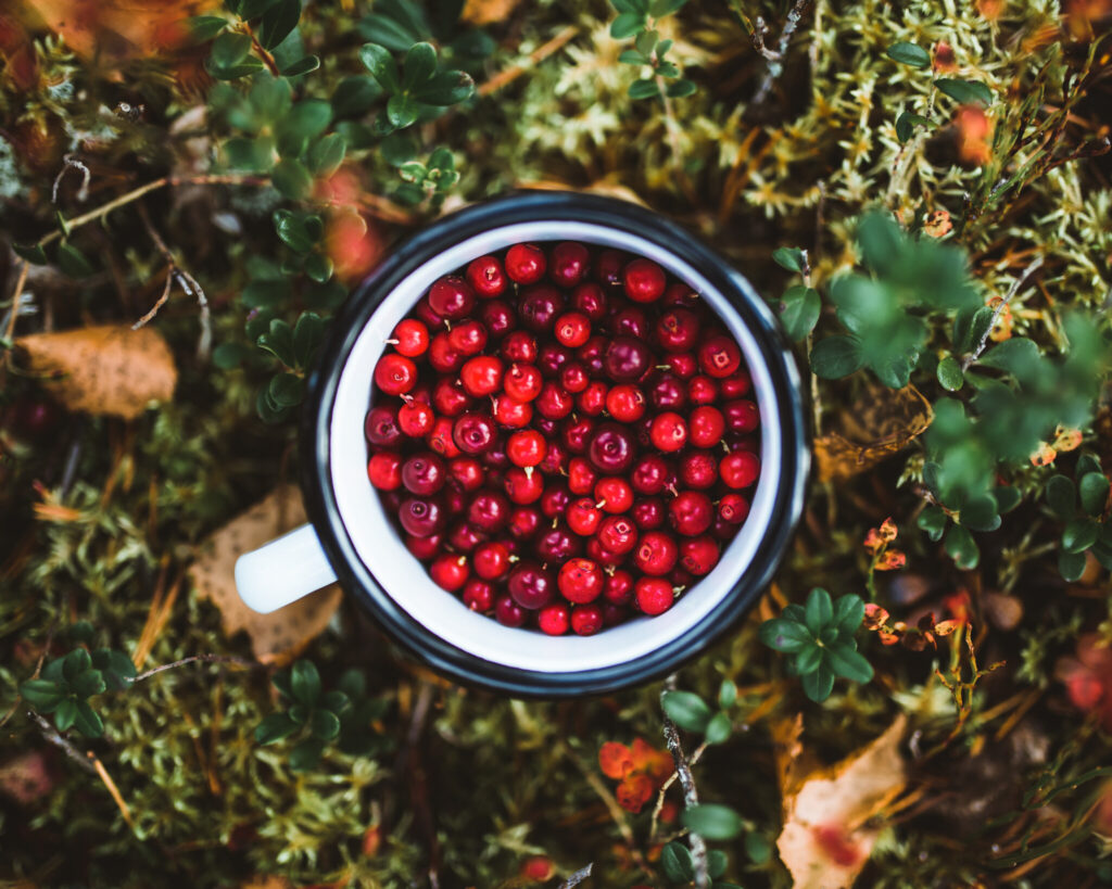 Autumn colors and berry picking in Rovaniemi Lapland Finland 