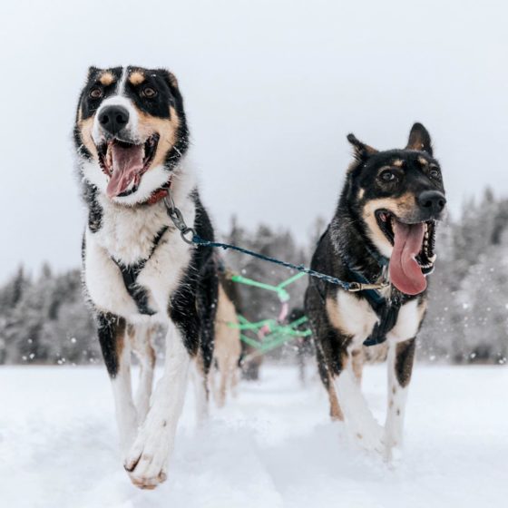 Bearhill Husky Dogs Running Rovaniemi Lapland Finland