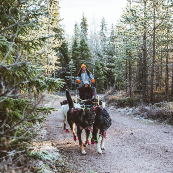 Bearhill Husky autumn tour in Rovaniemi Lapland Finland
