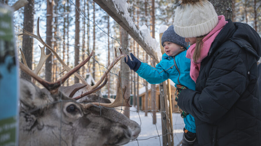 You can feed moss to the reindeer