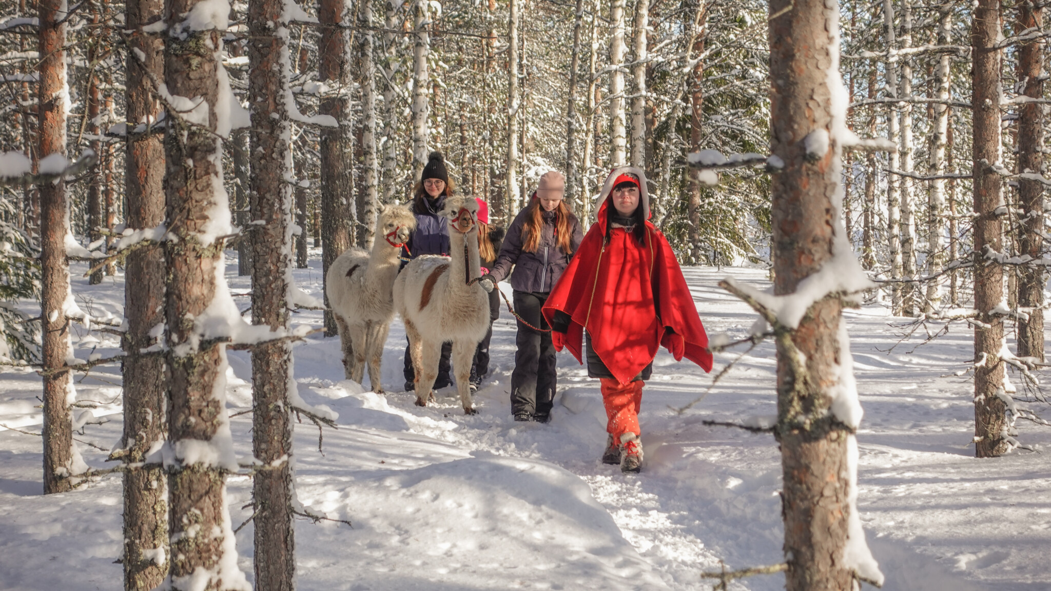 Walking with Alpacas, Elf Farmyard, Rovaniemi, Lapland, Finland