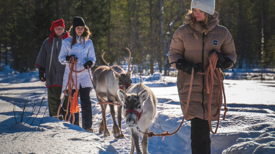 Walk with reindeer
