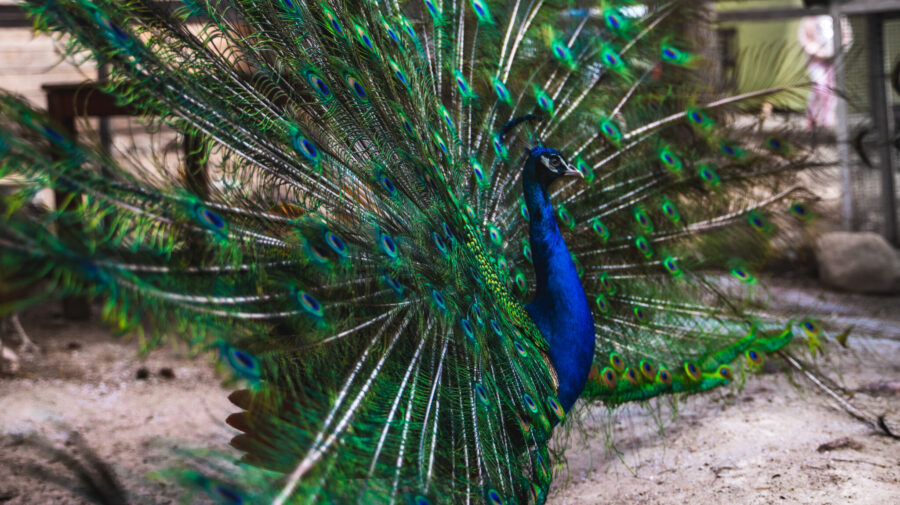 Peacocks