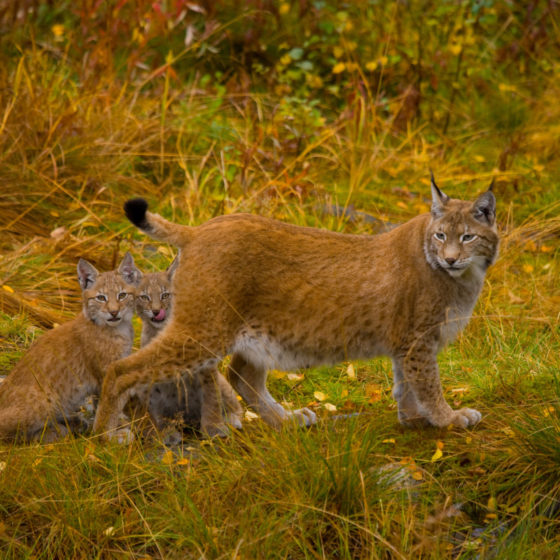 Lynx at the Ranua Wildlife Park