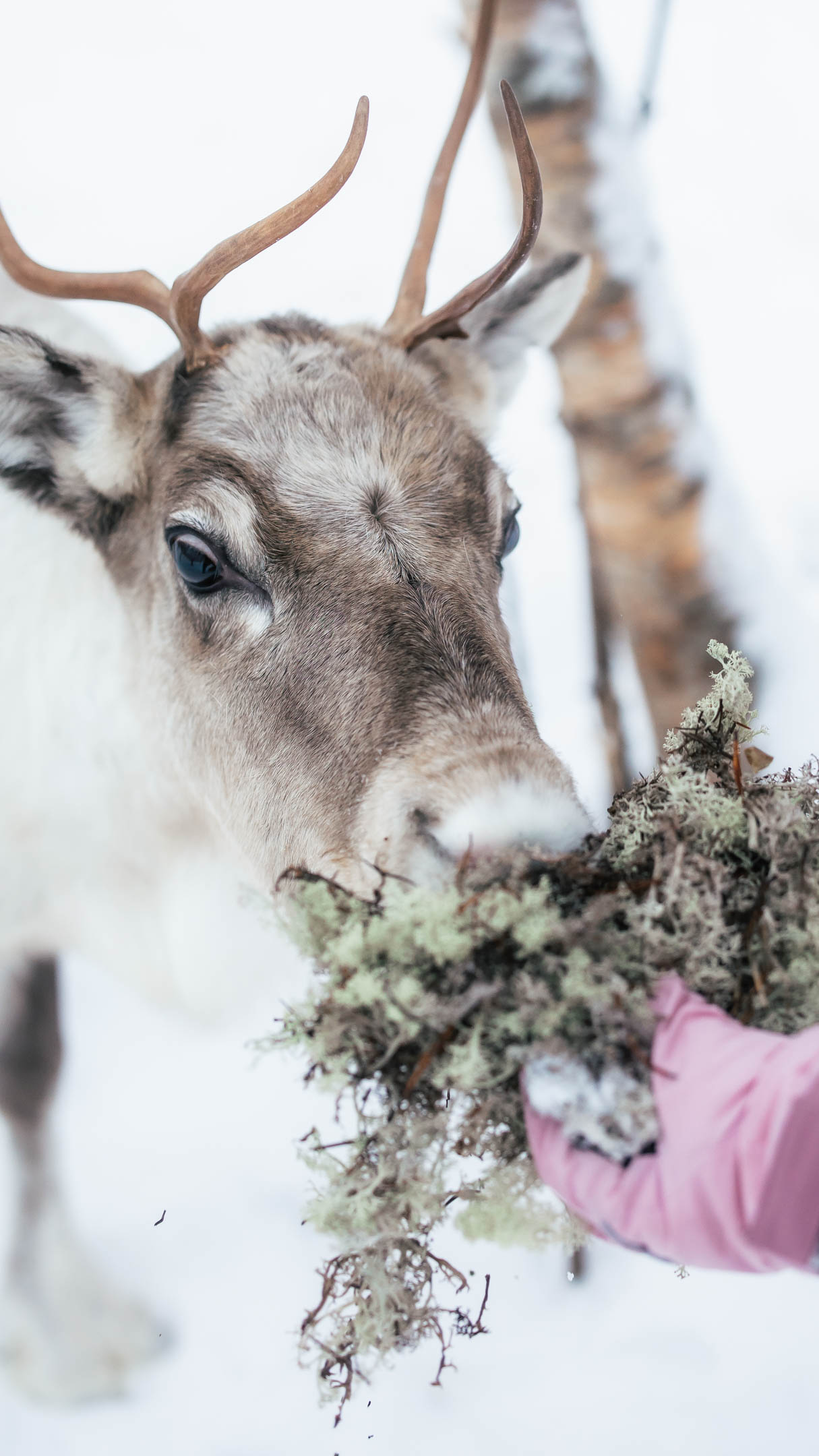 Reindeer eating moss from hand in Arctic Park, Rovaniemi, Lapland, Finland