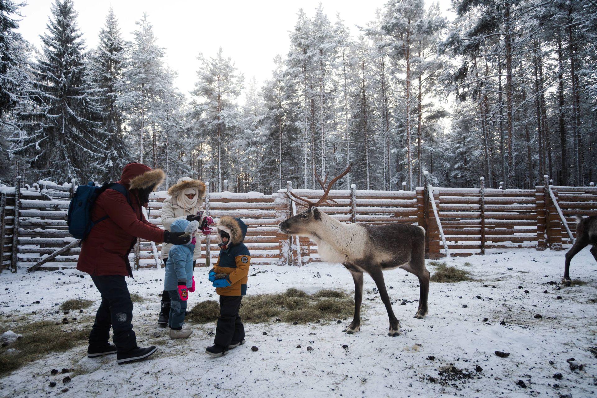 Family feeding reindeer in snowy landscape