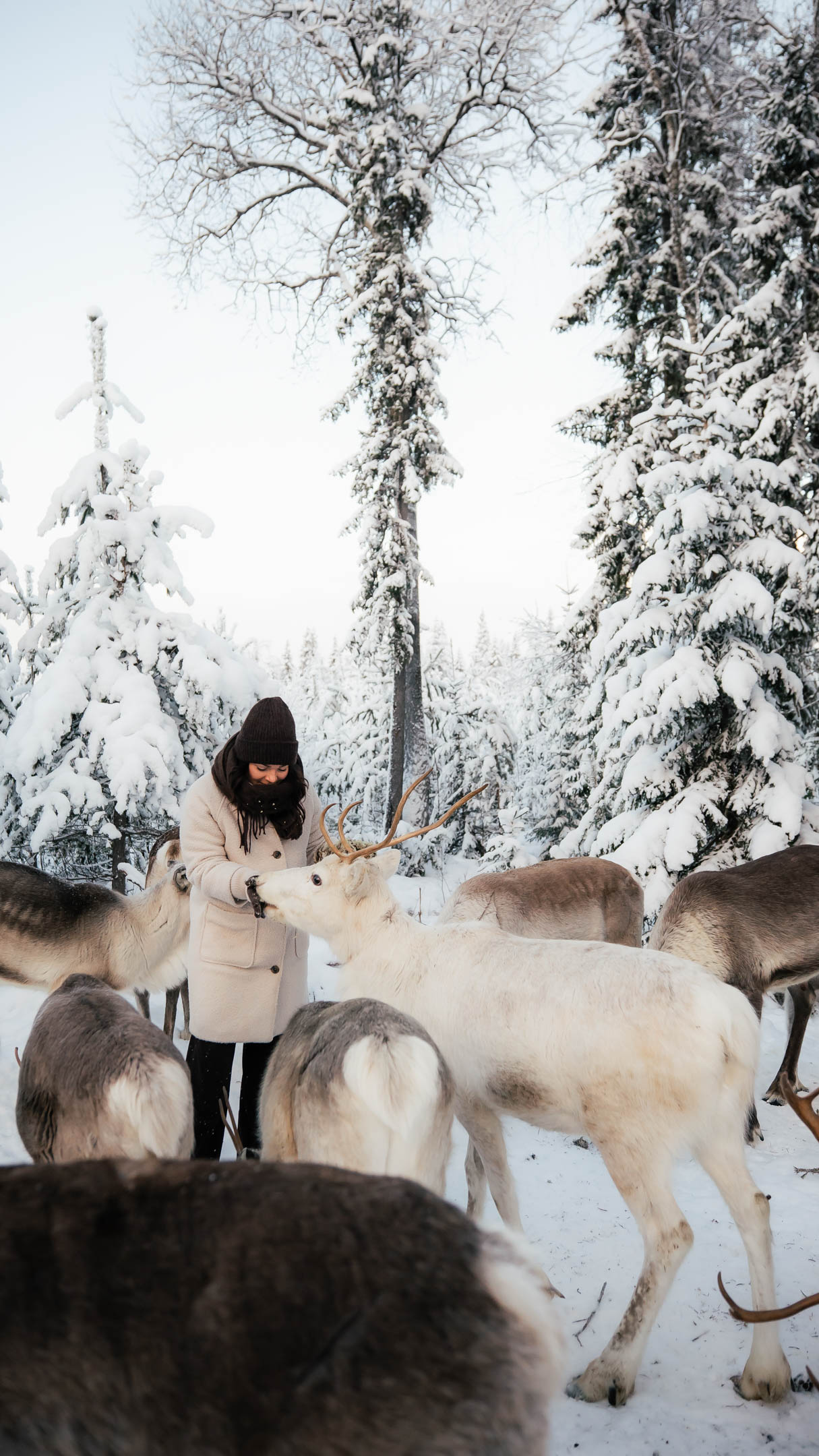 Person feeding reindeer in snowy landscape in Taava Reindeer Farm, Rovaniemi, Lapland, Finland.