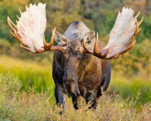 Hirvisafari Lapland Welcome