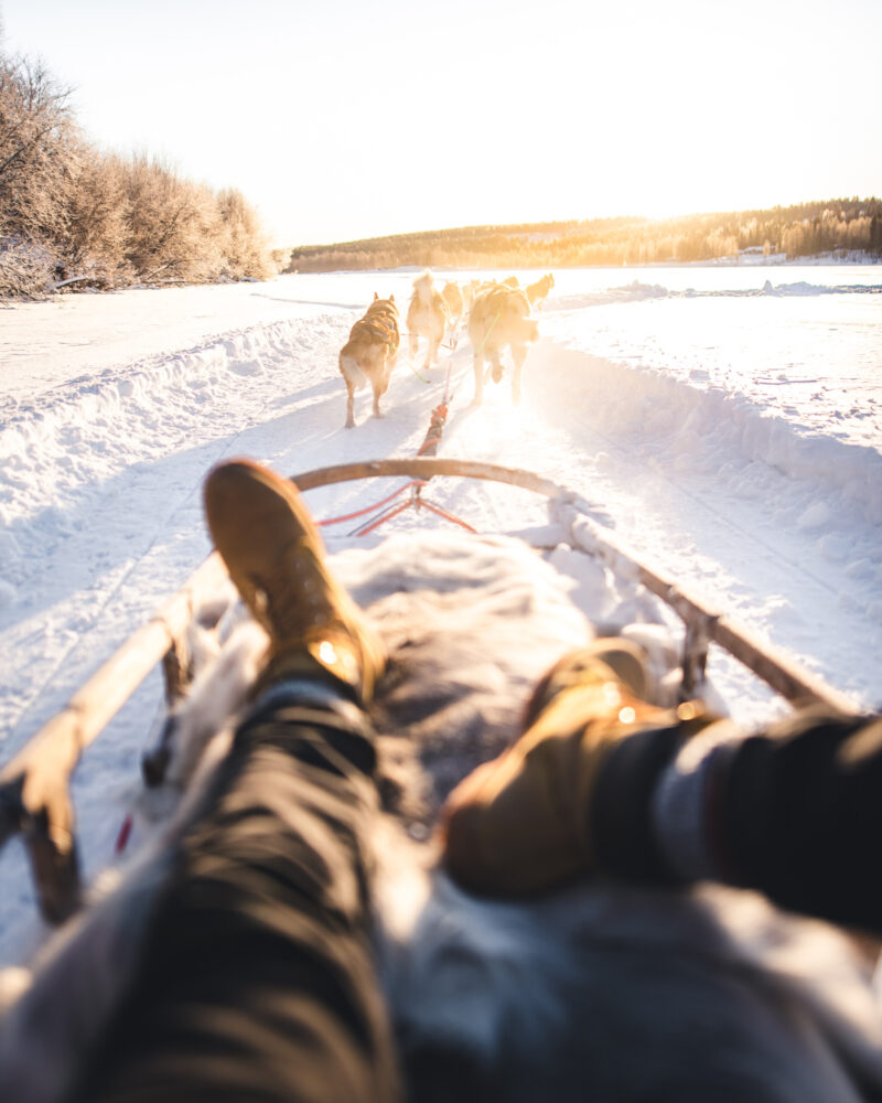 Discover the arctic animals huskies and reindeer