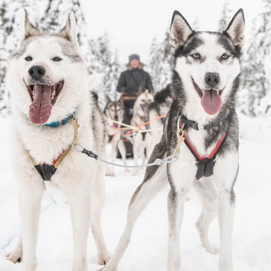Huskies with Husky and Yoga Nature in Rovaniemi, Lapland, Finland
