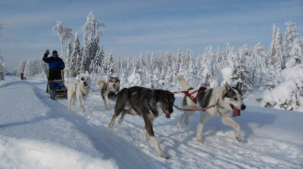 Husky Tours with Raitola in Rovaniemi, Lapland, Finland
