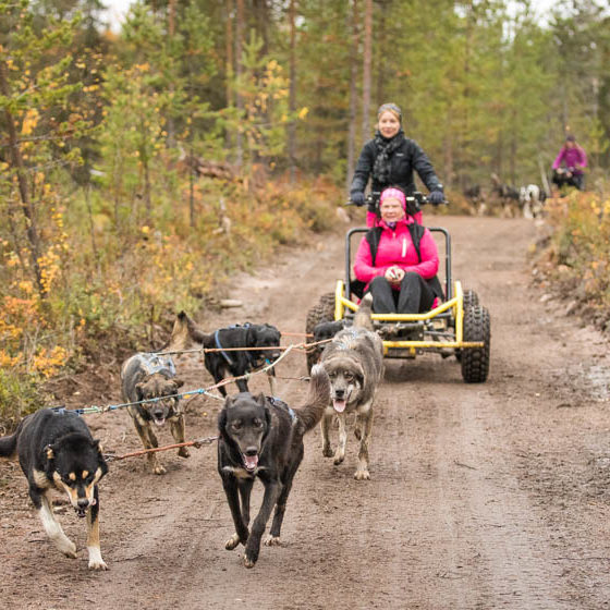 Husky autumn ride with Bearhillhusky in Rovaniemi, Lapland, Finland