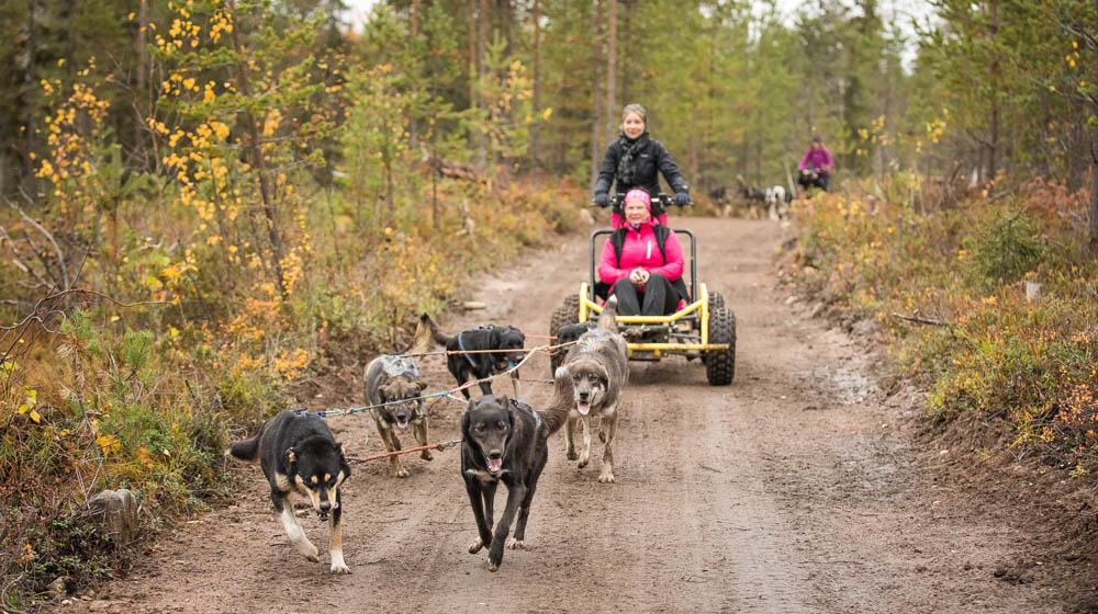 Husky autumn ride with Bearhillhusky in Rovaniemi, Lapland, Finland