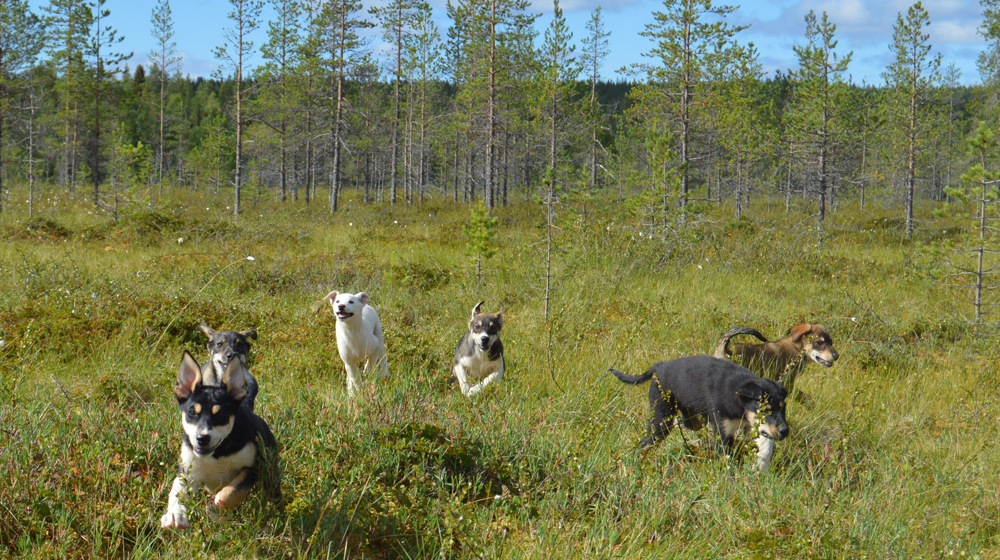 Husky puppies in summer with Pinewoods Huskies, Rovaniemi, Lapland, Finland