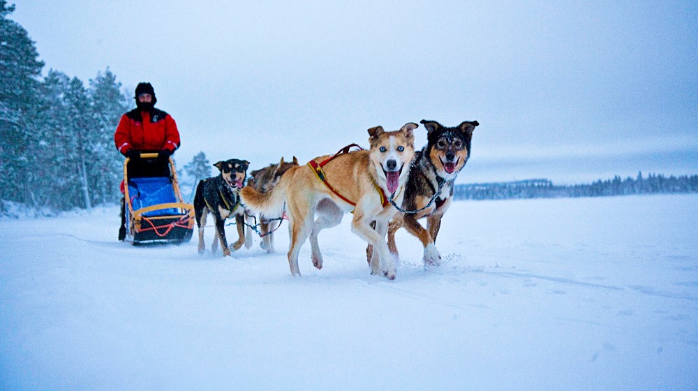 Husky ride with Huskypoint in Rovaniemi, Lapland, Finland