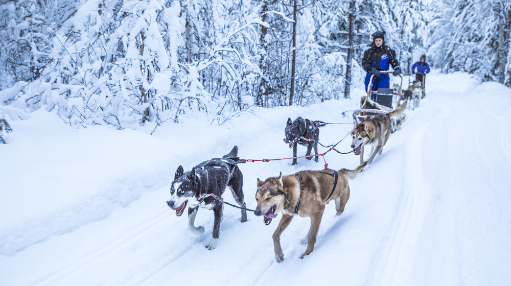 Husky rides in Beana Laponia in Rovaniemi, Lapland, Finland