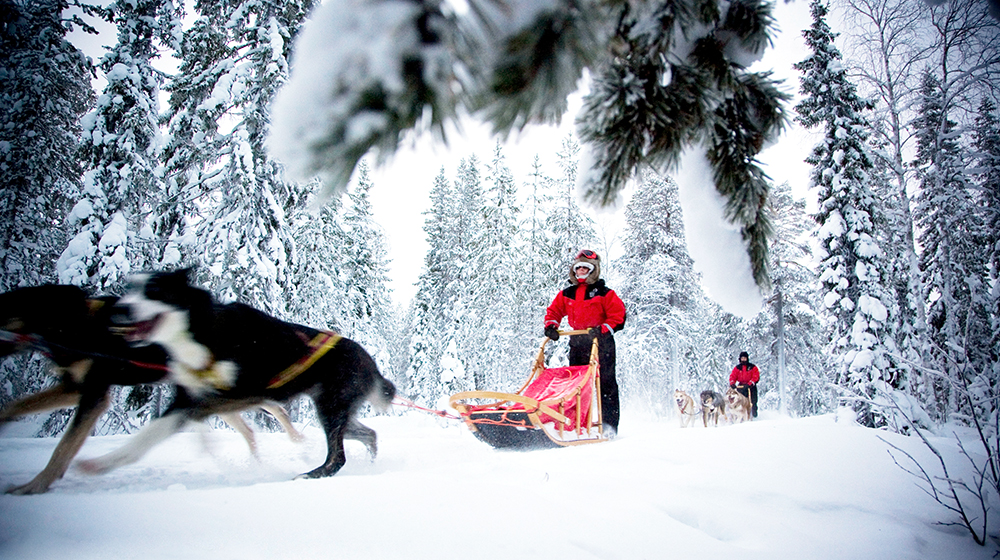 Husky sleigh rides with Huskypoint in Rovaniemi, Lapland, Finland