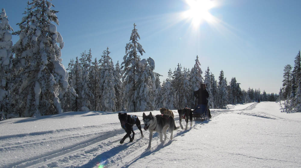 Husky sleigh rides with Raitola in Rovaniemi, Lapland, Finland