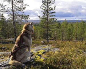 Huskypark husypatikka