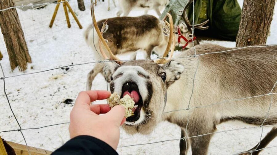 You can feed moss to the reindeer