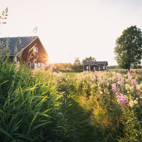 Kotisaari Island Midnight Sun Josh Shephard, The Lost Passport