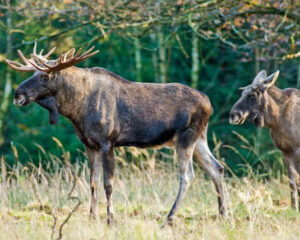 Lapland welcome moose safari