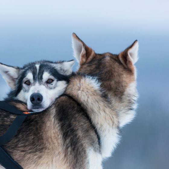 Luxury Action luxury tours for families in Lapland, Finland