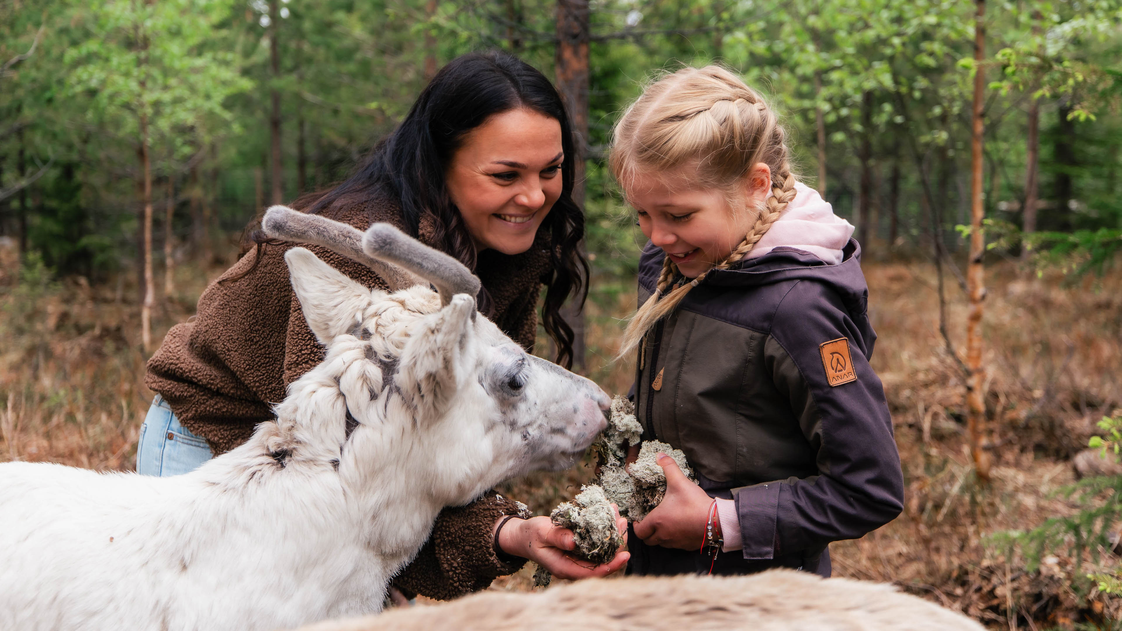 Two people feeding a reindeer at Taava Reindeer Farm, Rovaniemi, Lapland, Finland.