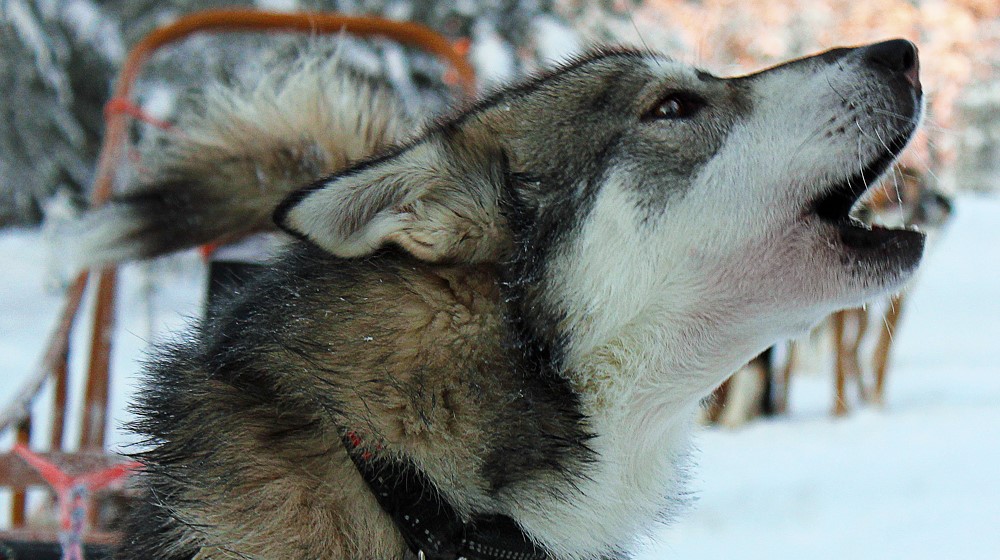 Meet huskies in Huskypoint in Rovaniemi, Lapland, Finland
