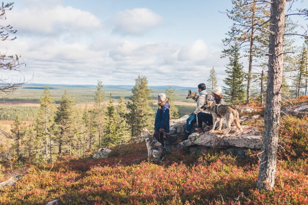 Autumn Colors in Lapland Rovaniemi Ruska