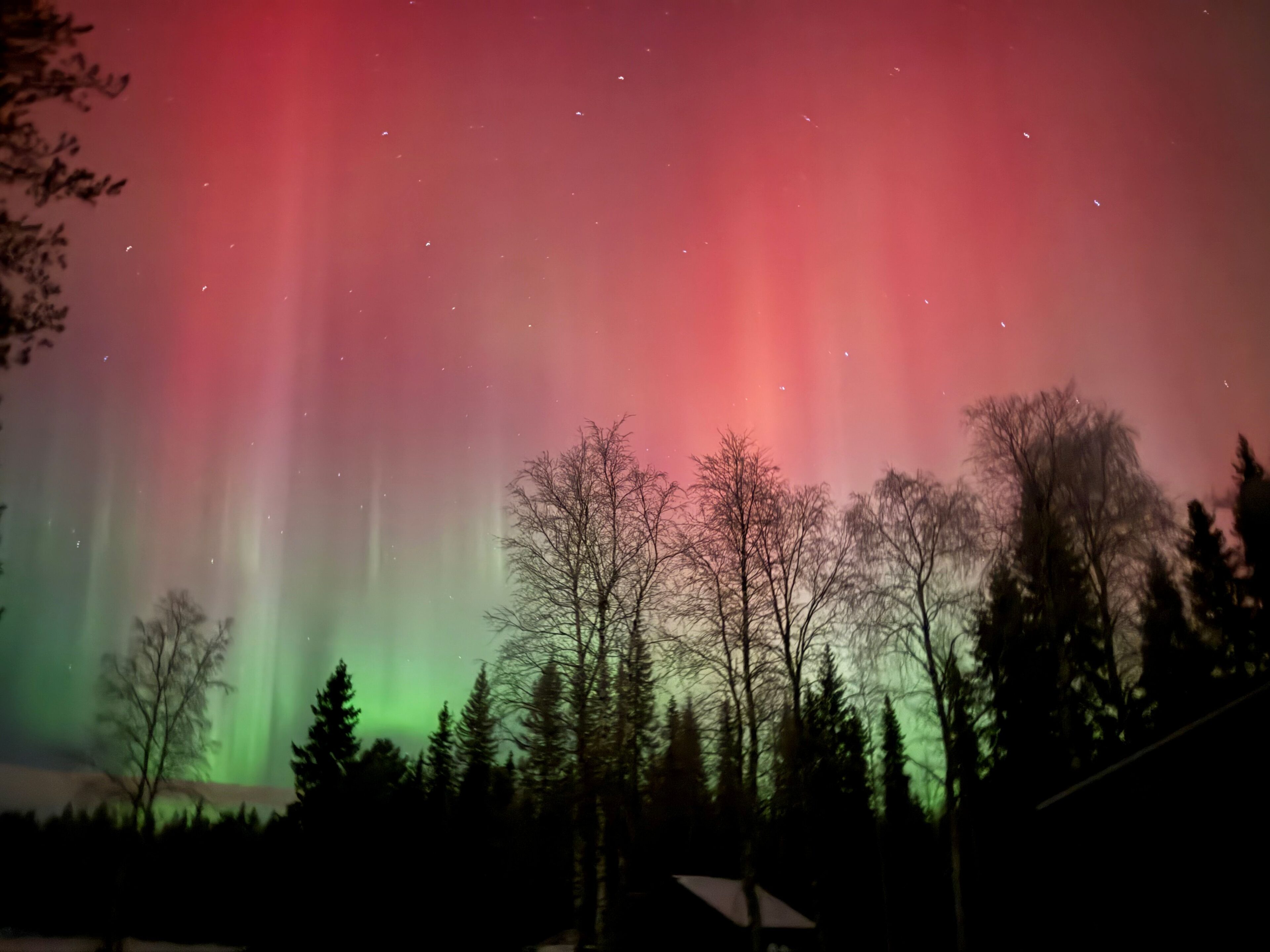 Vibrant red auroras over dark trees in Rovaniemi, Lapland, Finland