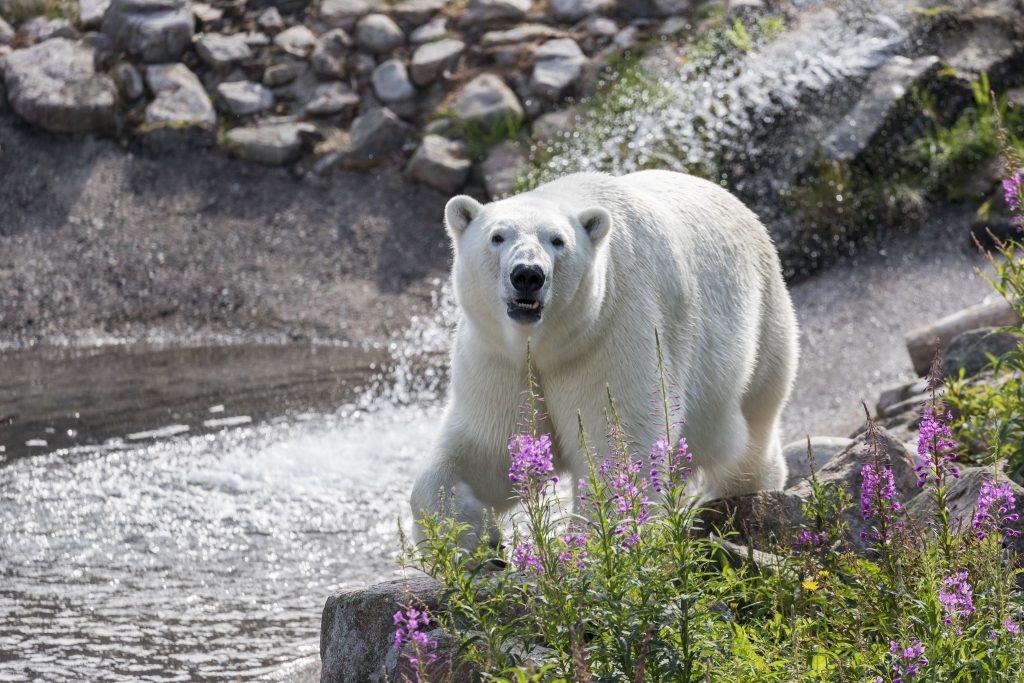 Polar Bear summer Ranua Lapland Finland Visit Rovaniemi and Ranua Wildlife Park