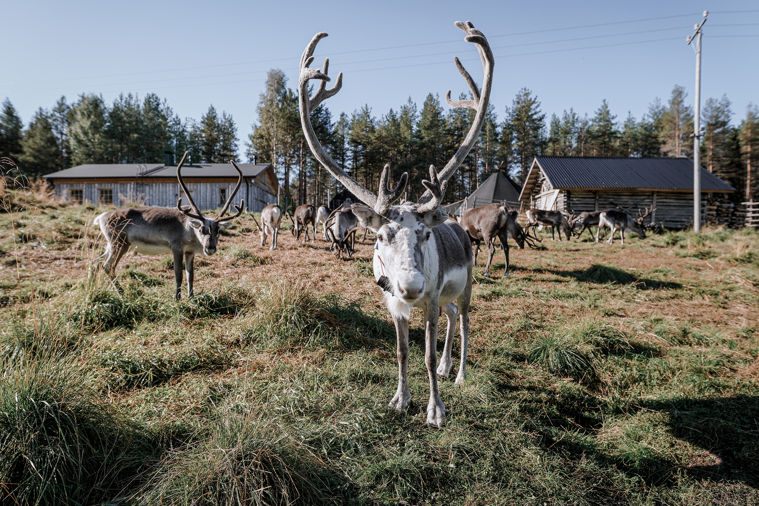 Reindeer herd in the field in summer time in Sieriporo Safaris