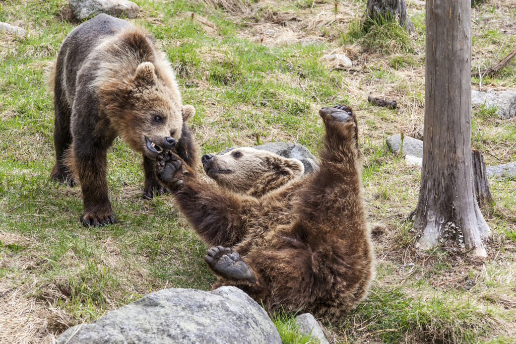 Bears playing in Ranua Wildlife Park