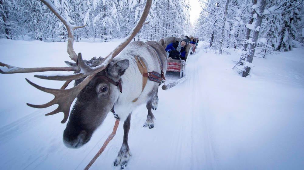 Reindeer Sleigh rides with Raitola in Rovaniemi, Lapland, Finland
