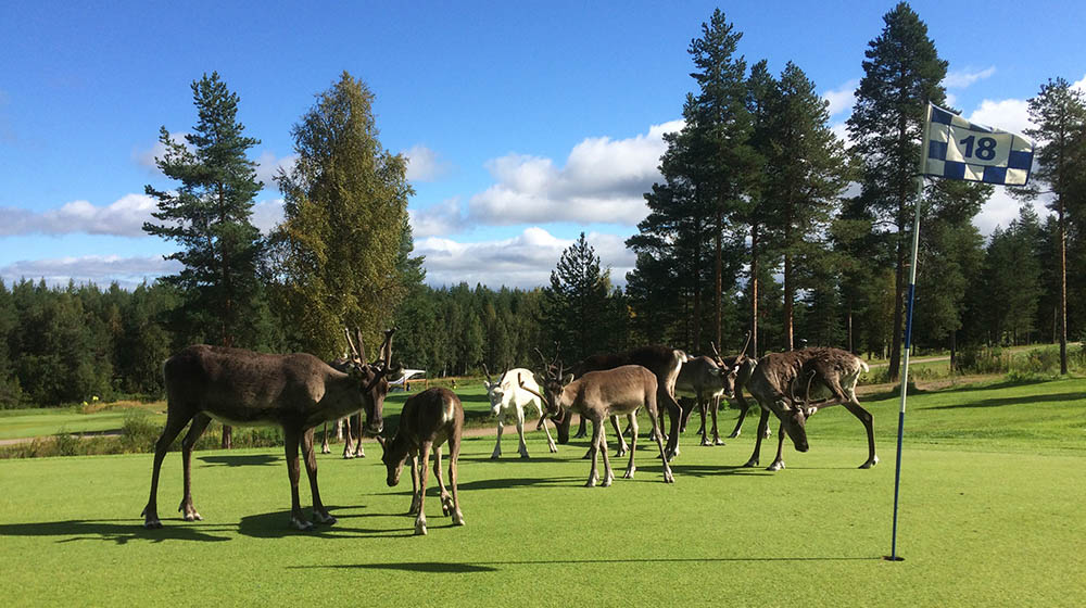 Reindeer at golf course in Rovaniemi with Santa Claus Golf