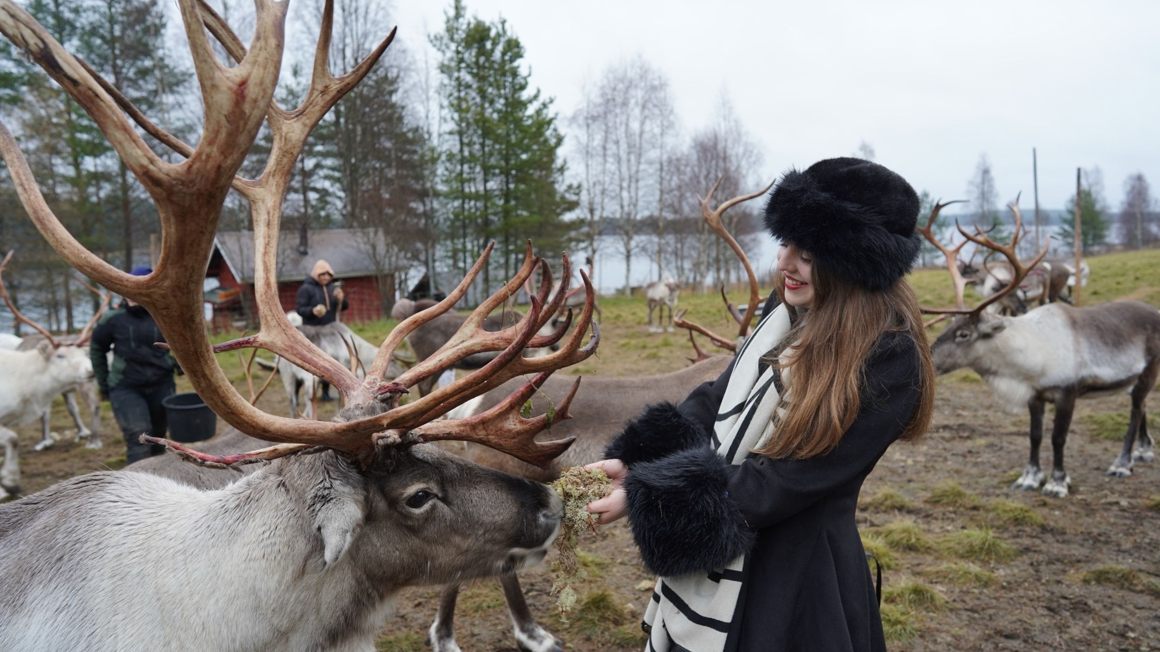 Woman feeding reindeer in Rovaniemi, Lapland, Finland.