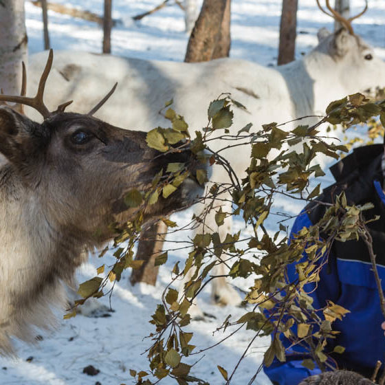 Feed the reindeer in Raitola in Rovaniemi, Lapland, Finland