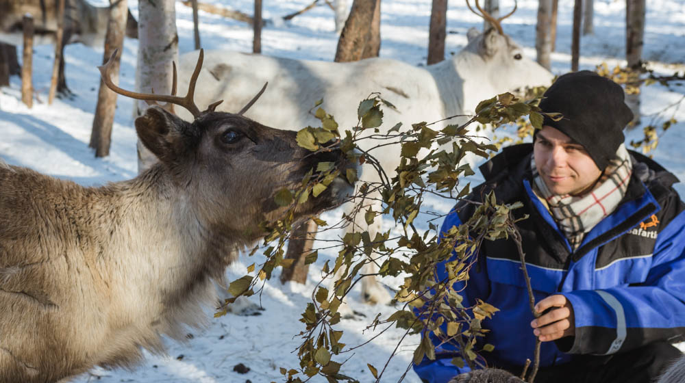 Feed the reindeer in Raitola in Rovaniemi, Lapland, Finland