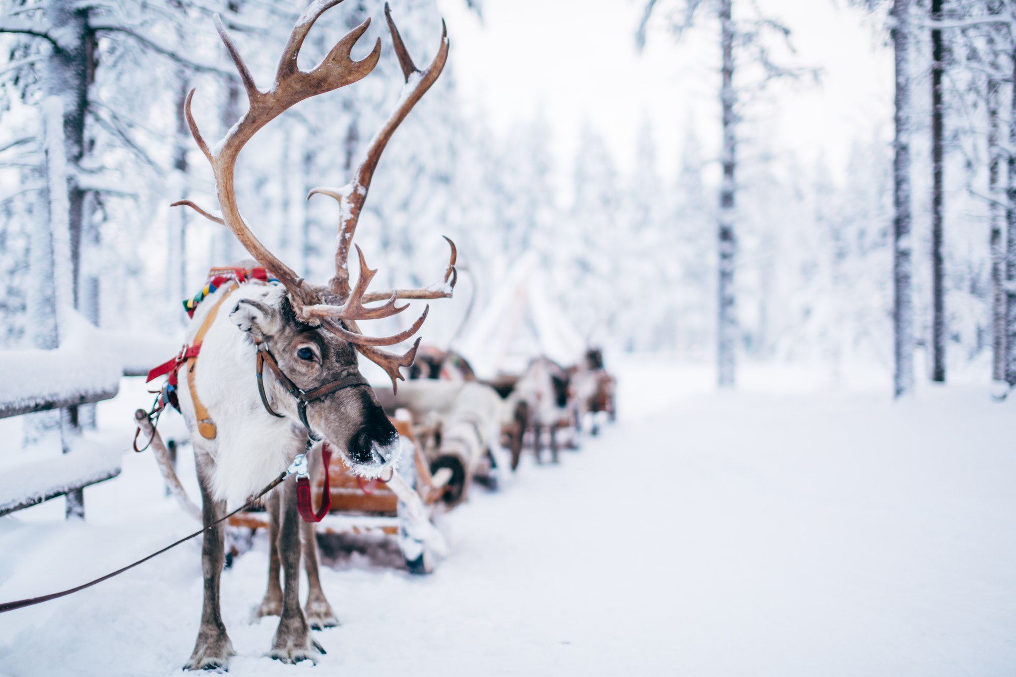 Reindeer sleigh ride at Santa Claus Reindeer in Rovaniemi Lapland Finland