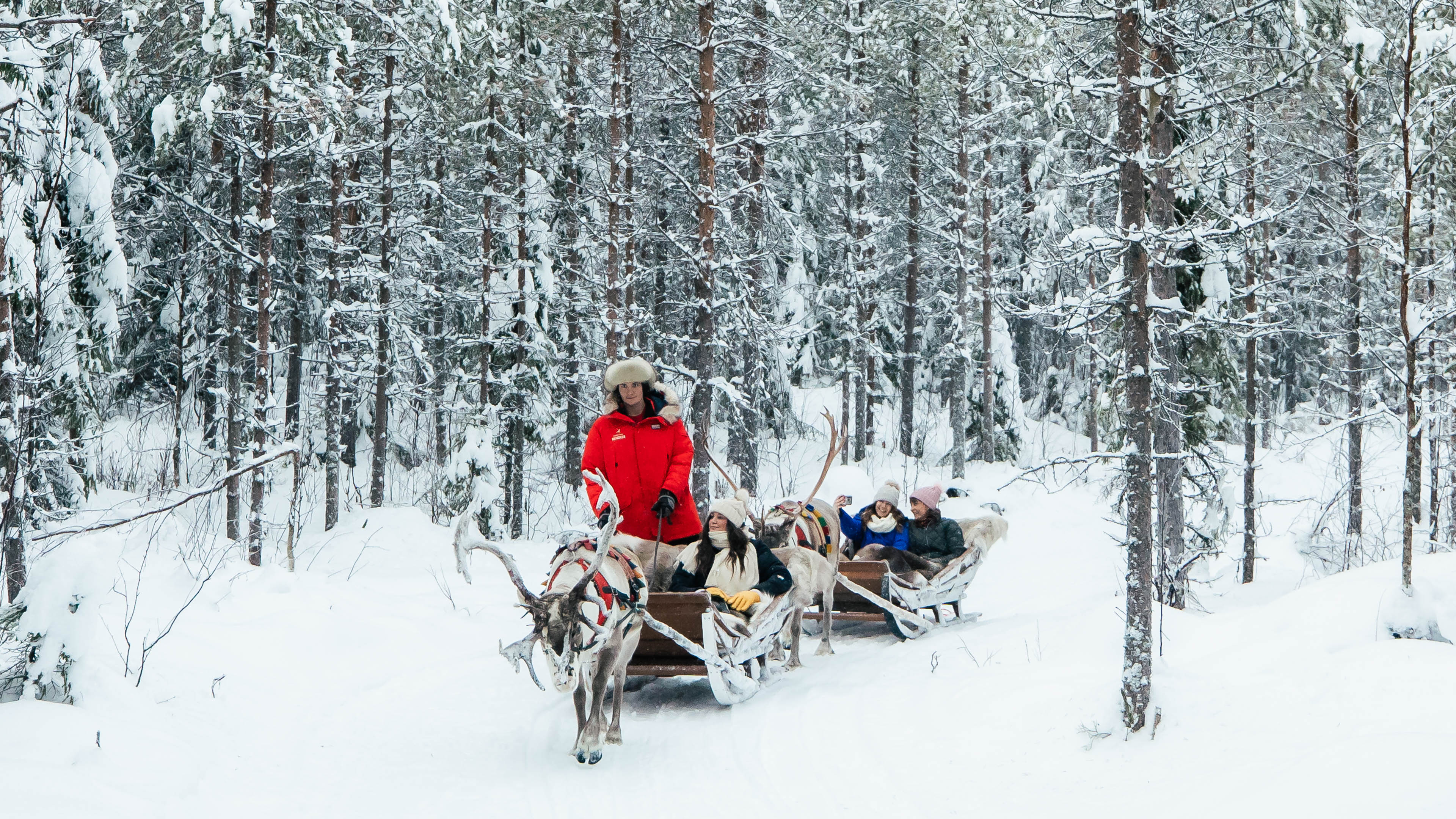 Reindeer Sleigh ride through snowy forest at Taava Reindeer Farm, Rovaniemi, Lapland, Finland.