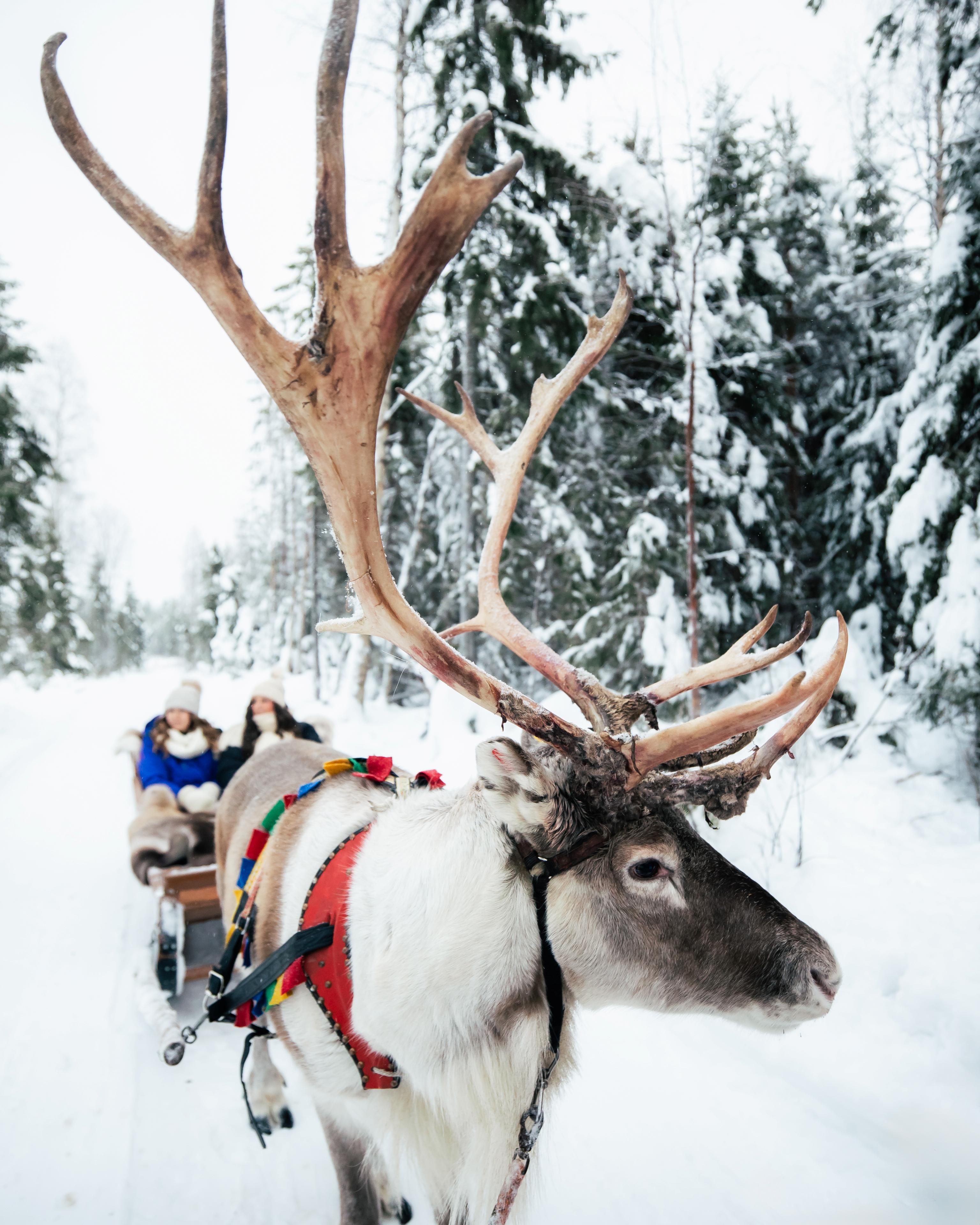 Reindeer pulling sleigh through snowy forest at Taava Reindeer Farm, Rovaniemi, Lapland, Finland